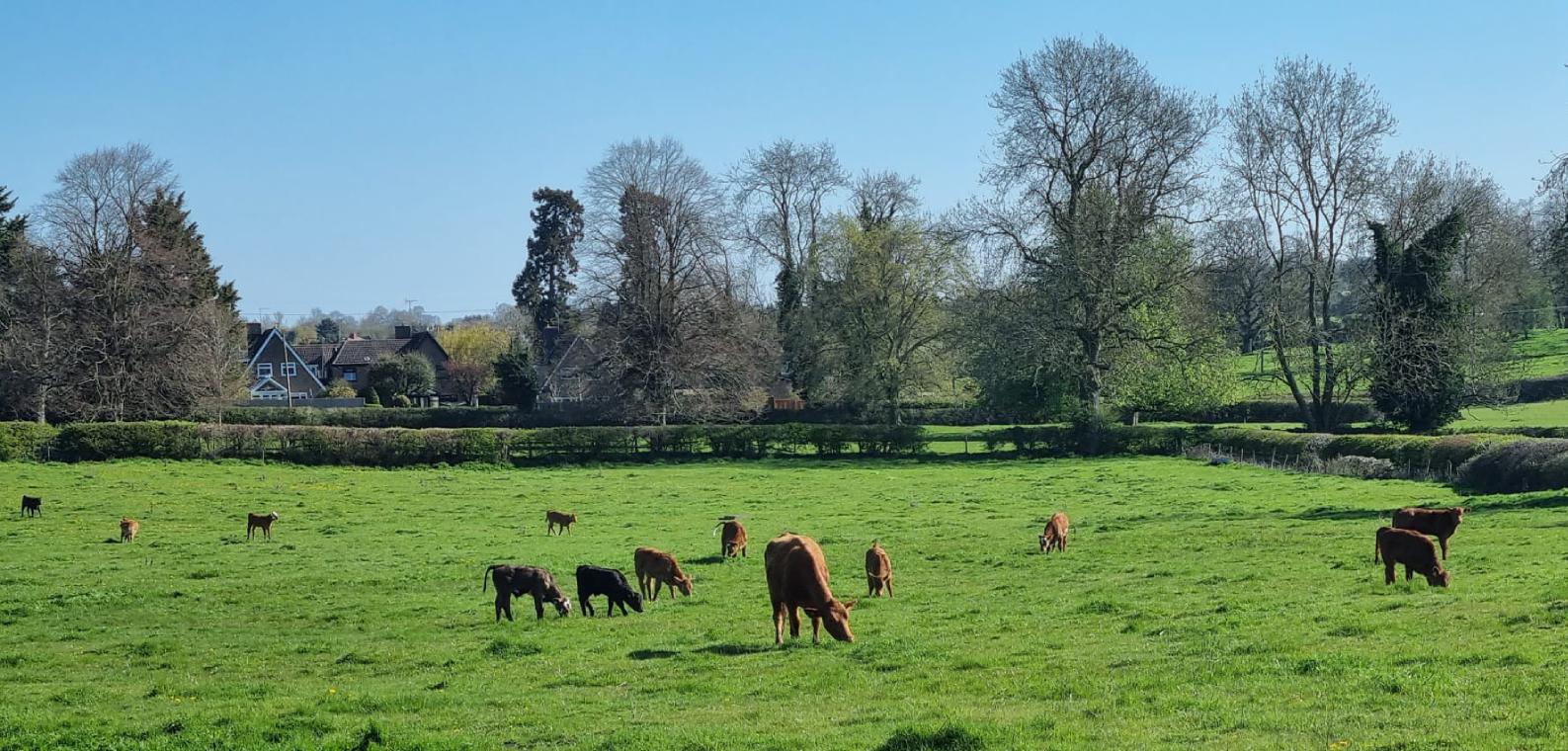 Brington Road Fields